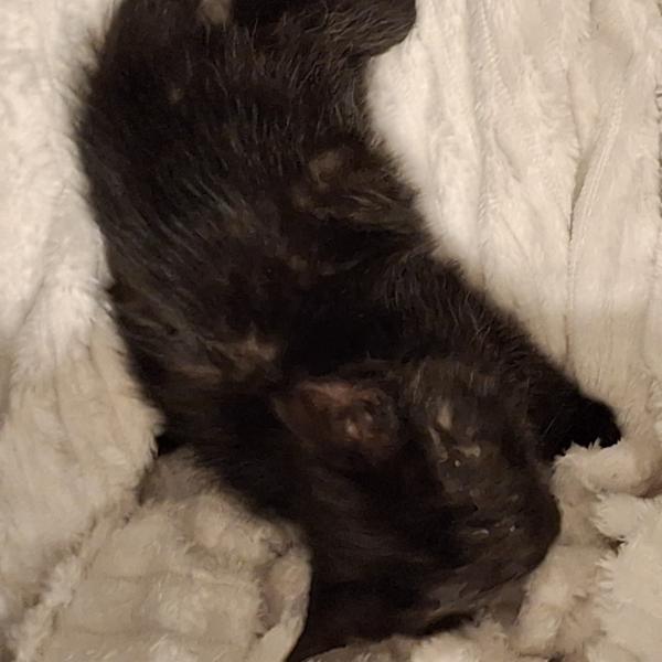 Europäische Hauskatze